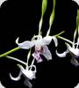 Dendrobium antennatum